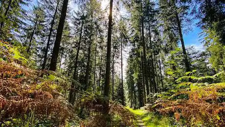 Waldbildung Mensch & Natur