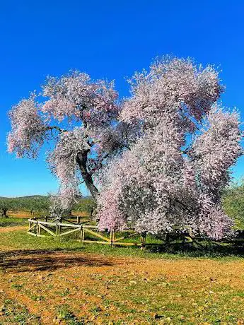 Photo de Ãrbol singular - El Almendro Real