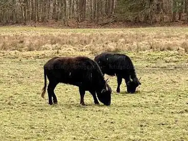 Water buffalo