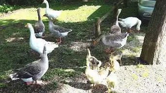 Photo de Passe à poisson