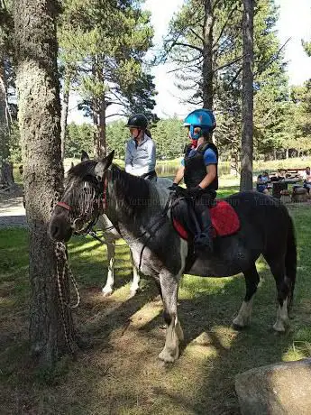 Photo de Mountain Pony