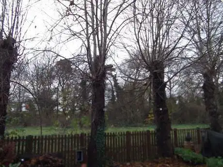 Photo de GTF Tree Care
