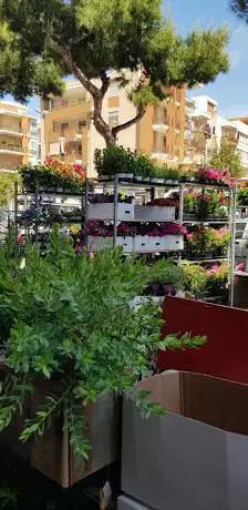 Photo de Ficus... Il bello di casa e giardino