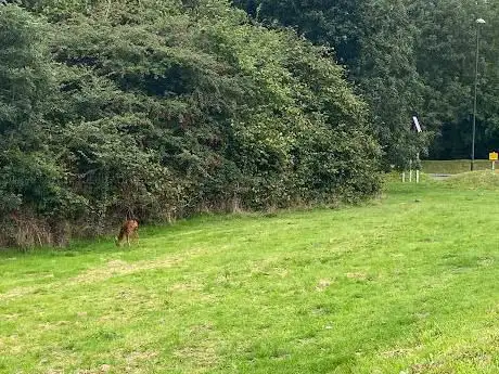 Hawth Woods