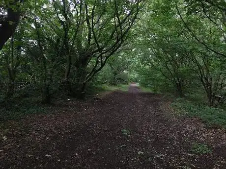 Black Path Walk