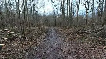 Galluis Woods