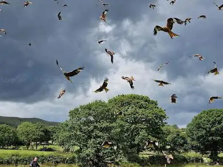 Red Kite Feeding Station Llanddeusant (closed January until 3rd February )