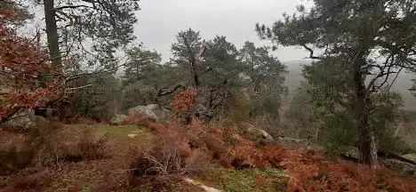 Point de Vue du Camp de Chailly