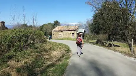 Castanyer del Pla de Sant Nicolau (arbre monumental)