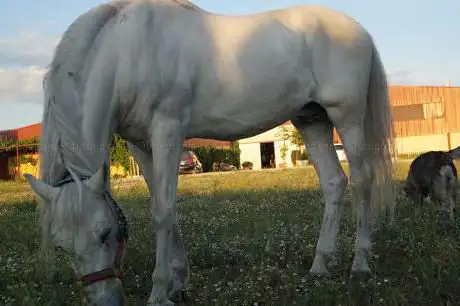 Photo de Equitalba Centro Hipico