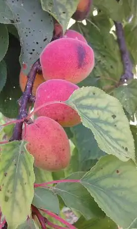Trecascine