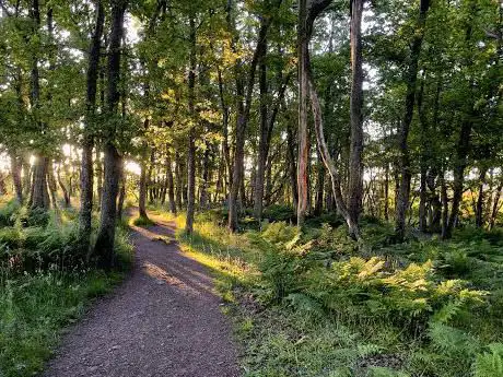 Photo de Darroch Wood