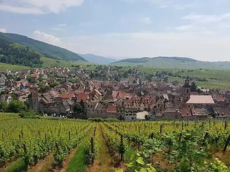 WineWeinVinoVin wine tours to Alsace & Baden-Württemberg.