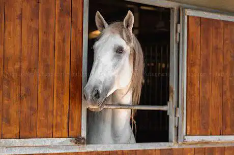 Photo de Centro Equestre Travanino