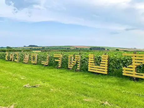 Photo de Pembrokeshire Sunflowers