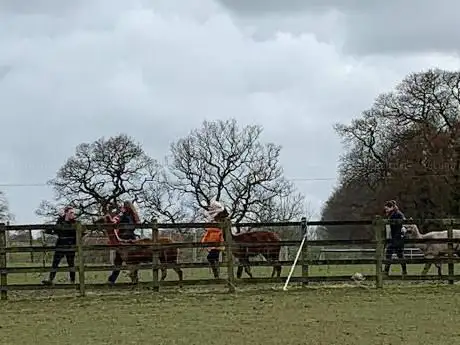Photo de Hassall Alpacas Cheshire
