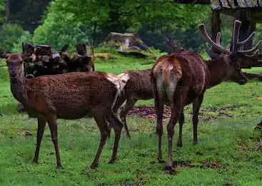 Photo de Wildtiergehege