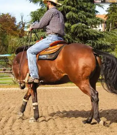 Photo de 2A QUARTER HORSES A.S.D. Scuola di equitazione e pensione cavalli