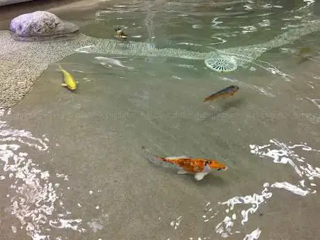 AQUARIUM FISH TANK International by AcquariofiliaItalia.it