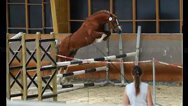 Photo de ÉLEVAGE DU KIBA