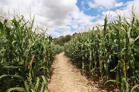 Photo de The Original Great Maze