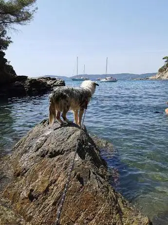 Photo de Calanque de la Cron
