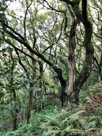 Sacred Groves Coed Rhyal