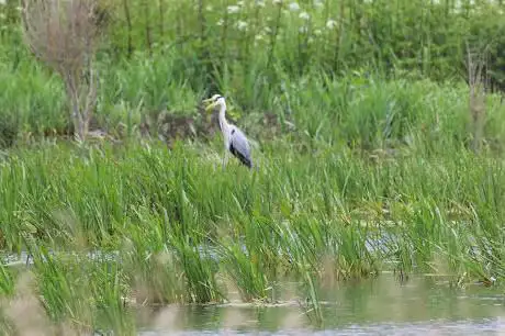 Mansands Bird Hide