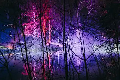 Nature Illuminated Bruxelles