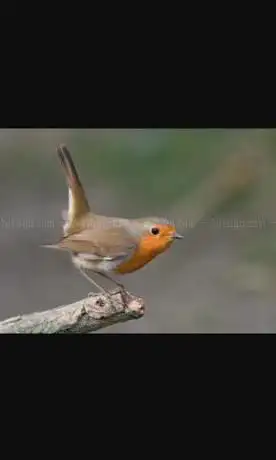 Photo de La Llomba
