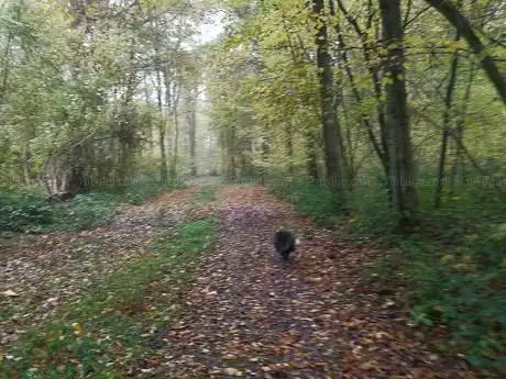 Bois de Grand Leez