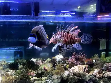 Photo de Punto Tropicale & Pet