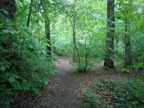 Dixon Woods