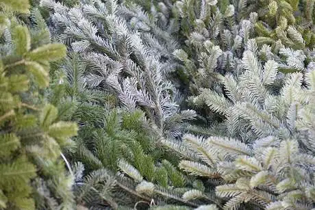 Photo de Reidy's Weihnachtsbäume Gmbh
