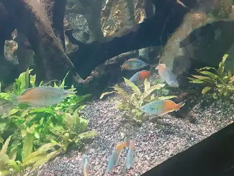Photo de Sealife Acquarium