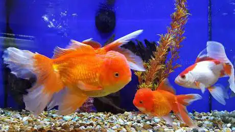 World of Aquatics