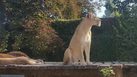 Plättli-Zoo AG