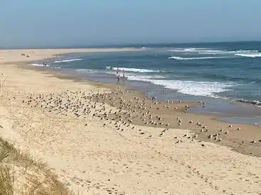 Photo de Côte Sauvage, La Tremblade