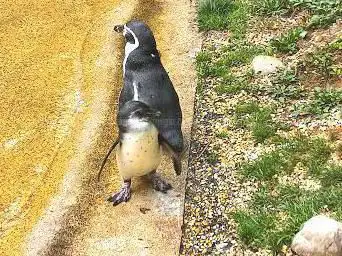 Photo de The Penguin Zone