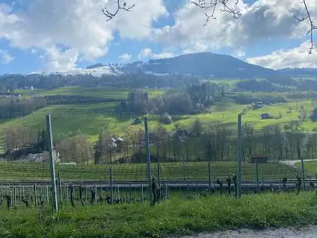 Rebpfad Freienbach