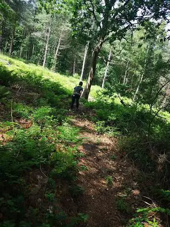 Photo de Thieves Wood