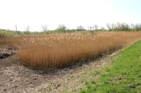 Scheldeschorren Branst