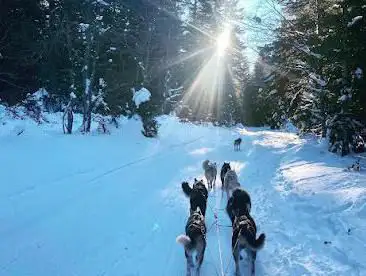 Photo de Ecole de chiens de traîneaux - Sensations Nordiques