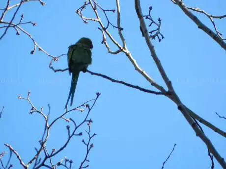 Photo de Observatorio de Aves del Parque del Oeste