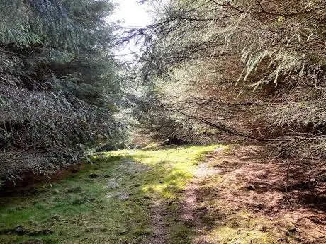 Photo de Stronachie Forest