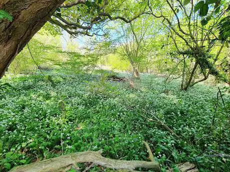 Photo de Castle Rising Wood