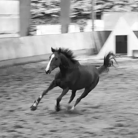 Photo de Les Ecuries Grande Earl