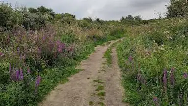 Krakeelduinen