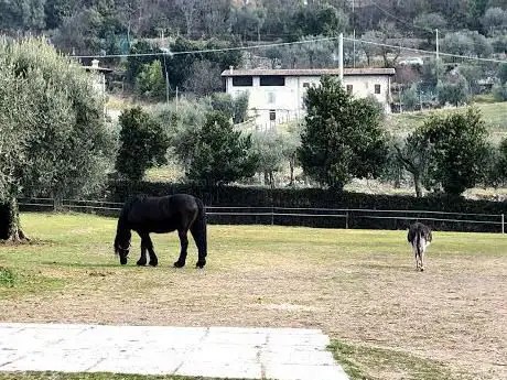 Photo de Raidho Healing Horses