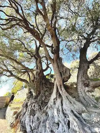 Olivier millénaire de Roquebrune-Cap-Martin